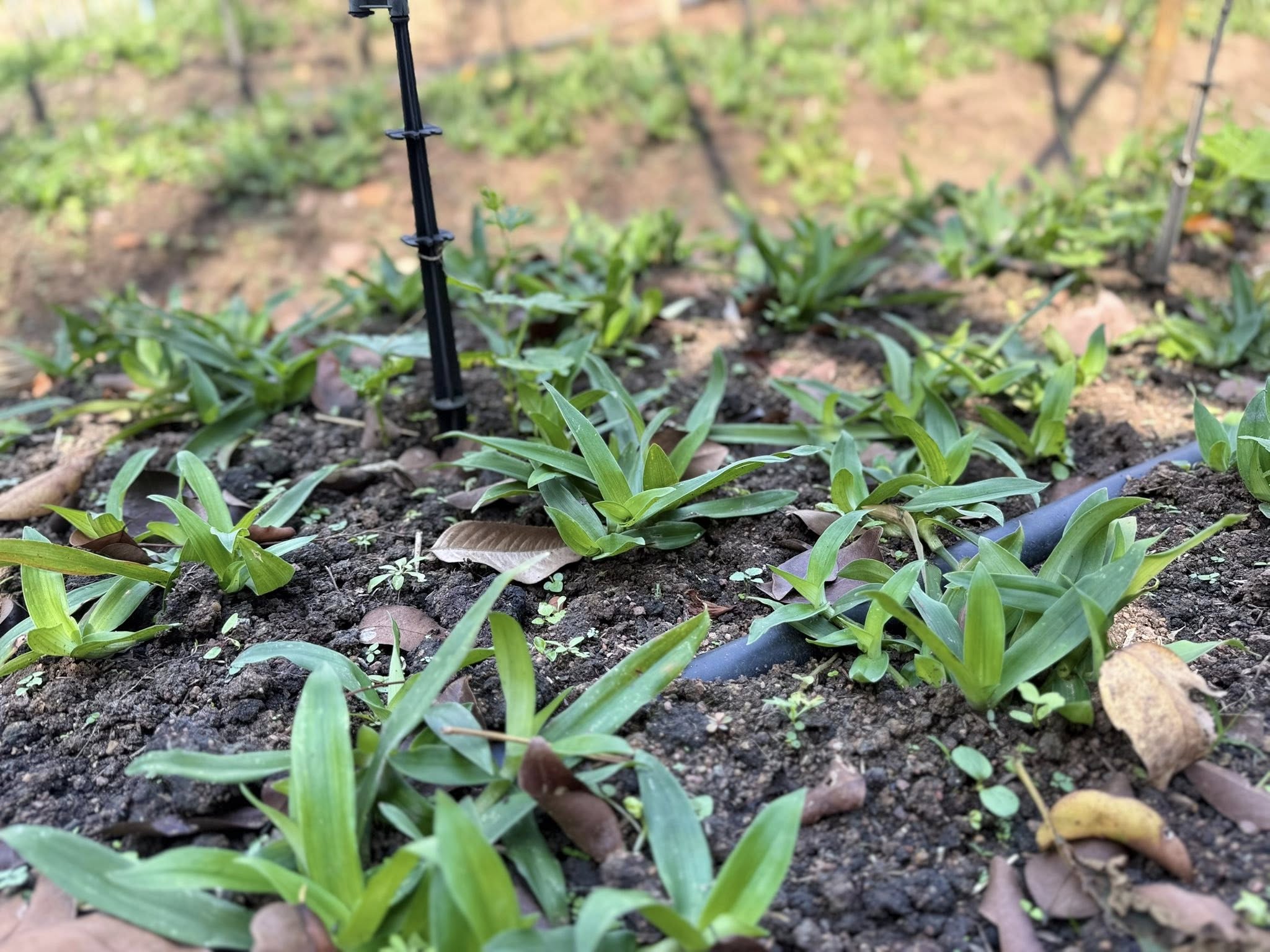 title - วันอังคารที่ 27 มกราคม 2569 ผู้ตรวจราชการ ส.ป.ก. ประชุมตรวจราชการและติดตามความก้าวหน้าผลการดำเนินงานตามแผนการตรวจราชการของผู้ตรวจราชการสำนักงานการปฏิรูปที่ดินเพื่อเกษตรกรรม ประจำปีงบประมาณ พ.ศ. 2569 รอบที่ 1 เขตตรวจราชการที่ 9 จังหวัดปราจีนบุรี